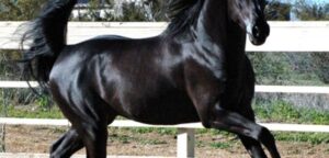 Comisano disarcionato da cavallo, elisoccorso
