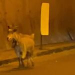 Capra in autostrada in Sicilia, VIDEO