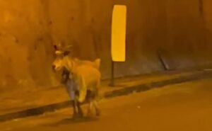Capra in autostrada in Sicilia, VIDEO