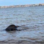 Cavallo nero morto a riva, vittima del maltempo?