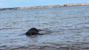 Cavallo nero morto a riva, vittima del maltempo?