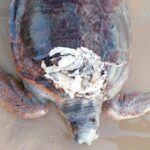 Tartaruga di 60 anni spiaggiata al Focallo, soccorsa