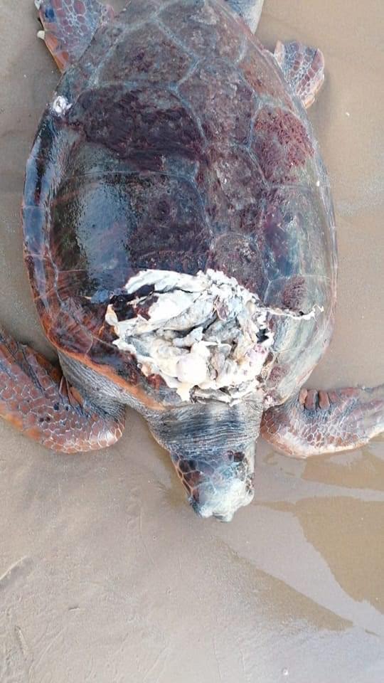 Tartaruga di 60 anni spiaggiata al Focallo, ferita, è stata soccorsa