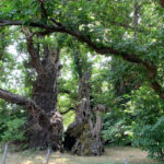 Premi:' Albero del 2021' Ã¨ il Castagno dei 100 cavalli