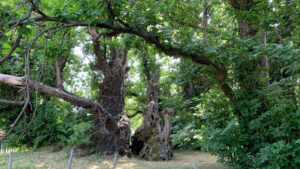Premi:' Albero del 2021' è il Castagno dei 100 cavalli