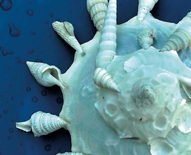 14.000 conchiglie in mostra al Museo di Storia Naturale di Comiso