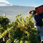 Vino, torna Contrade dell’Etna, si terrà nell'aprile 2022