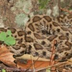 A Noto, una rara vipera monocolore riscontrata a Castelluccio