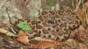 A Noto, una rara vipera monocolore riscontrata a Castelluccio