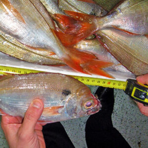 Pesce sotto taglia o non tracciabile sequestrato a Pozzallo