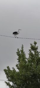 Un pellicano a Chiaramonte Gulfi