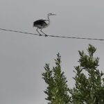 Un pellicano a Chiaramonte Gulfi