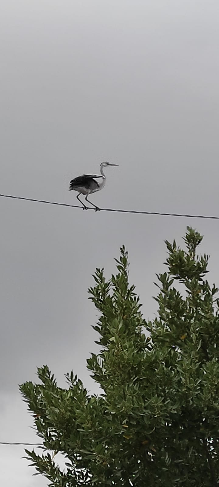 Un pellicano a Chiaramonte Gulfi? Un airone. VIDEO