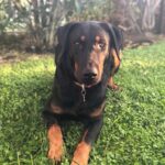 Cane scompare a Malta, proprietaria catanese offre 5 mila euro ricompensa