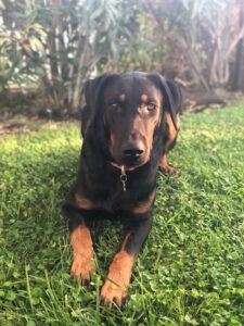 Cane scompare a Malta, proprietaria catanese offre 5 mila euro ricompensa