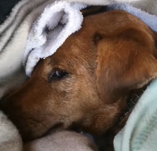 Acate, cane investito da pirata della strada: si cerca il padrone VIDEO