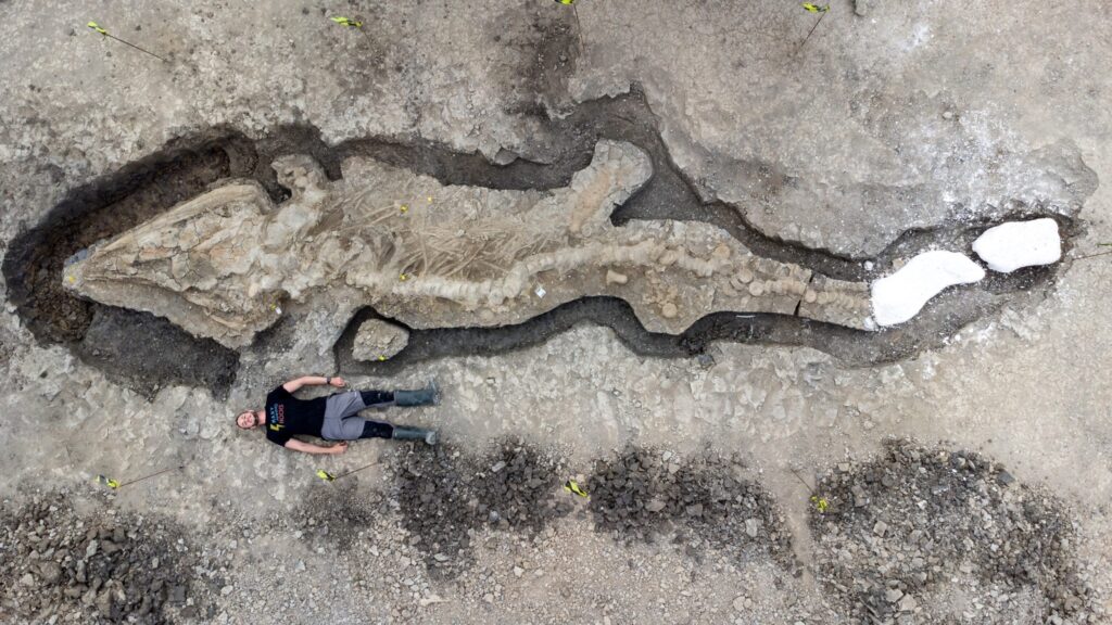 Archeologia, scoperto fossile drago marino vecchio di 180 mln di anni