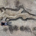 Archeologia, scoperto fossile drago marino vecchio di 180 mln di anni
