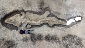 Archeologia, scoperto fossile drago marino vecchio di 180 mln di anni. FT
