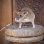 E' morto il topo anti-mine dal fiuto infallibile