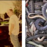 Trovato morto in casa nel Maryland: viveva con 124 serpenti