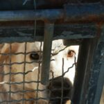 Cani sequestrati a Vittoria, Oipa: «Vicenda anomala e procedure irregolari»