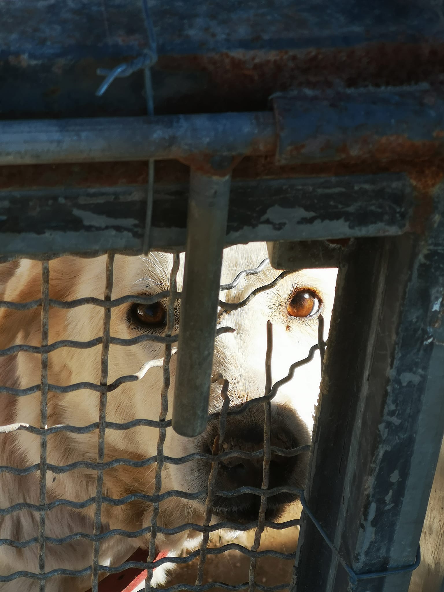 Cani sequestrati a Vittoria, Oipa: «Vicenda anomala e procedure irregolari»