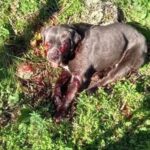 Allevatore spara a 2 cani: uno muore, l’altro è ferito VIDEO