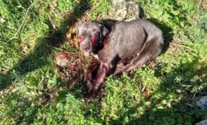 Allevatore spara a 2 cani: uno muore, l’altro è ferito VIDEO