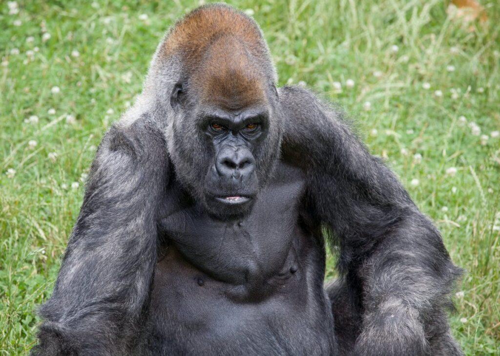 &Egrave; morto il gorilla pi&ugrave; anziano del mondo, era stato vaccinato