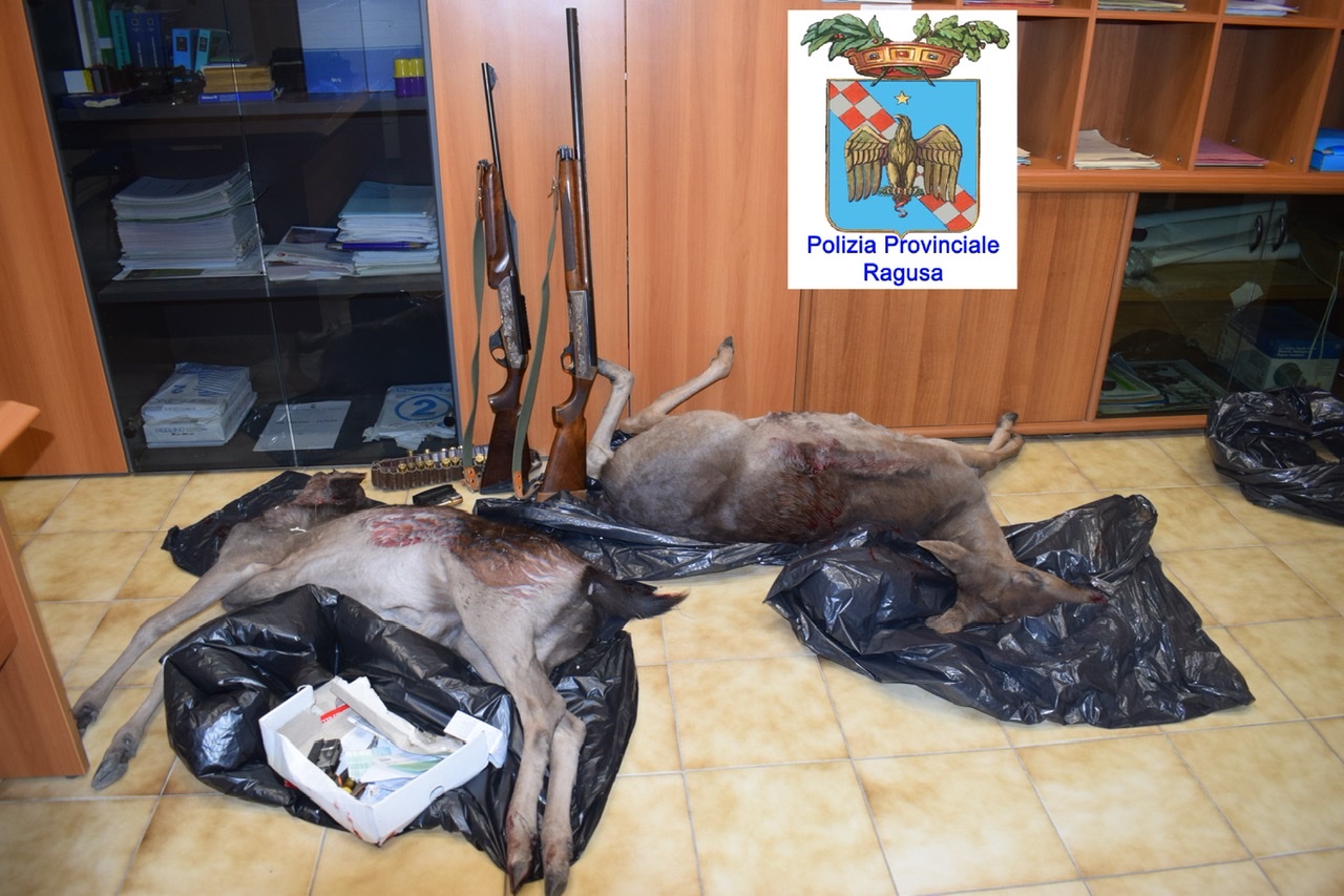 Denunciati tre bracconieri a caccia di daini