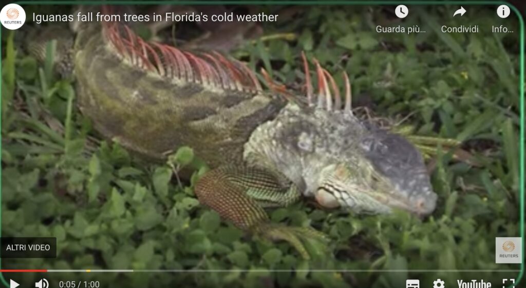 Fa troppo freddo, le iguane cadono dagli alberi
