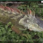 Fa troppo freddo, le iguane cadono dagli alberi