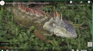 Fa troppo freddo, le iguane cadono dagli alberi. VIDEO