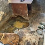 Modica, cane scheletrico sequestrato al proprietario FOTO VIDEO