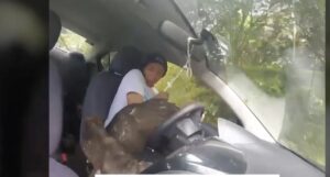 Aquila entra dentro un’auto in velocità. VIDEO