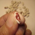 Fava cottoia e cosaruciaro, le occasioni mancate