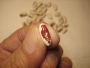 Fava cottoia e cosaruciaro, le occasioni mancate