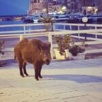 Cinghiale in attesa davanti al ristorante, la FOTO è servita