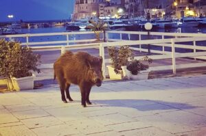 Cinghiale in attesa davanti al ristorante, la FOTO è servita