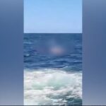 Squalo bianco di 4 metri attacca e uccide un istruttore di nuoto