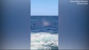 Squalo bianco di 4 metri attacca e uccide un istruttore di nuoto
