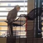 Pappagallo perso a Pozzallo, chi l’ha visto? VIDEO