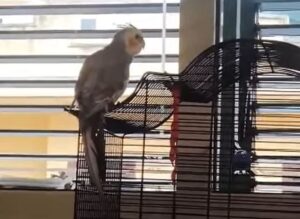Pappagallo perso a Pozzallo, chi l’ha visto? VIDEO