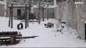 Panda gioca rotolandosi sulla neve