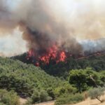 Rogo distrusse ulivi secolari, grido aiuto imprenditore di Giarratana