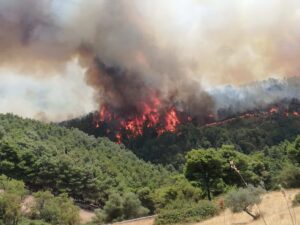 Rogo distrusse ulivi secolari, grido aiuto imprenditore di Giarratana