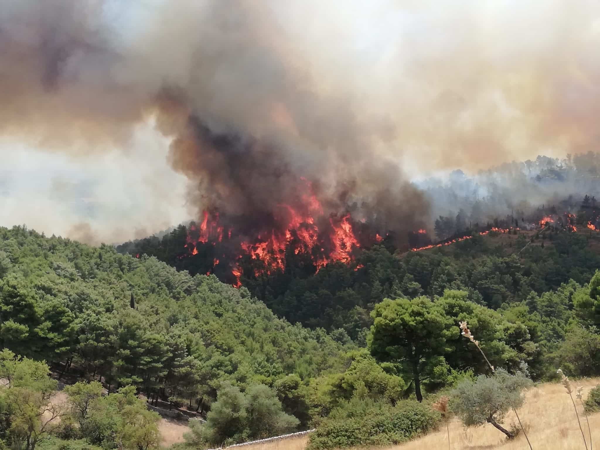 Rogo distrusse ulivi secolari, grido aiuto imprenditore di Giarratana