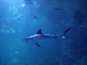 Colombia: attaccato da squalo, muore turista italiano