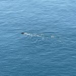 Foca monaca al Plemmirio, &laquo;Ha un barracuda tra i denti&raquo; VIDEO